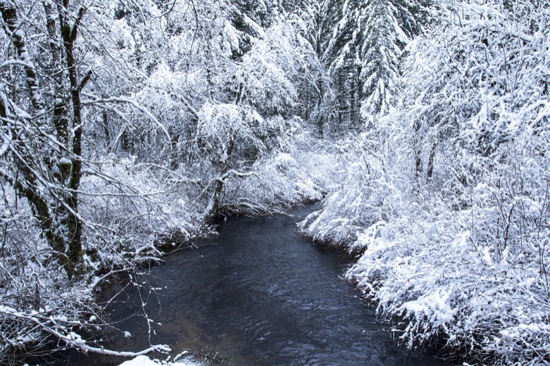 Snow-covered forest along the Breitenbush River, Oregon