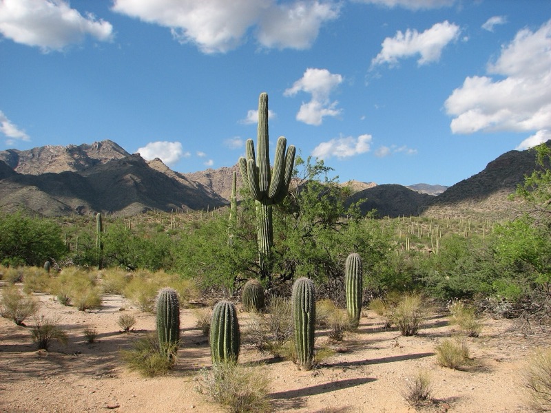 Saguaro cacti below the Santa Catalina Mountains on the Bear Canyon Trail, Sabino Canyon, Tucson