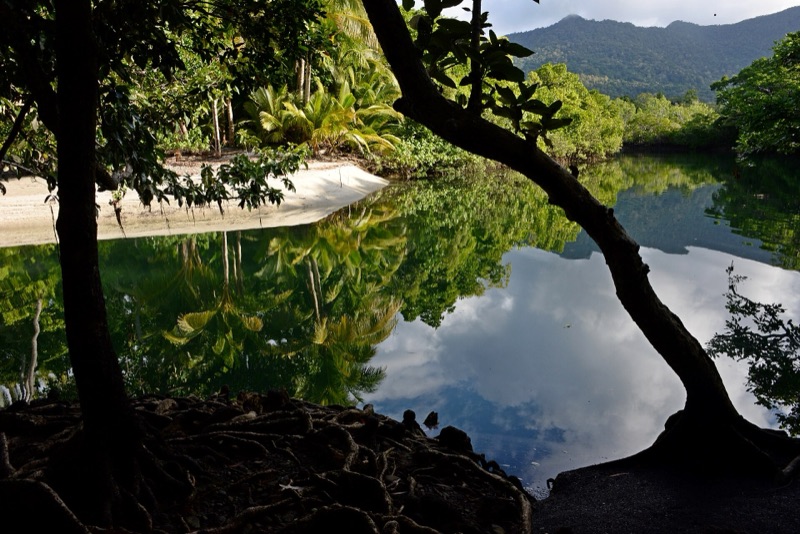 Rainforest reflected in Myall Creek, Daintree National Park, Queensland