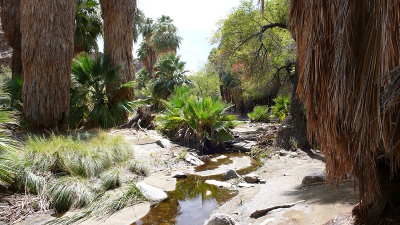 Palm oasis and stream in the Indian Canyons near Palm Springs, California