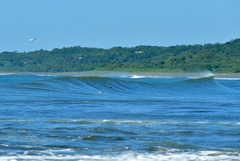 A clean wave rolling in along the jungle-backed coast at Nosara, Costa Rica