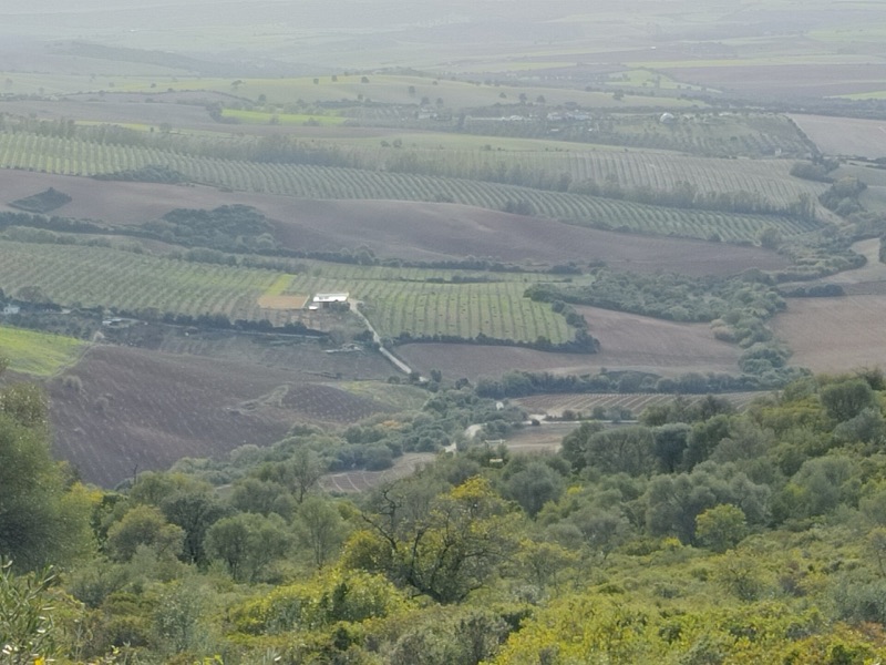 Olive groves and rolling farmland near Villamartín, Andalusia