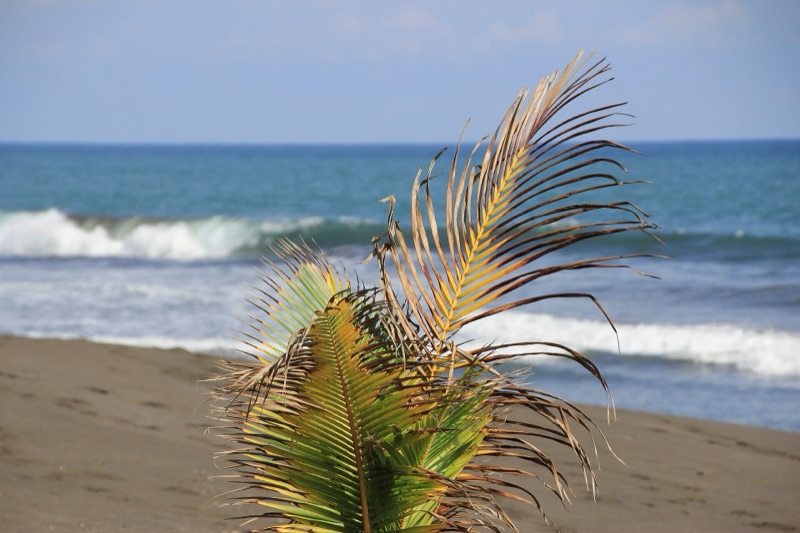 Palm frond on the dark-sand surf beach at Playa Hermosa, near Jacó, Costa Rica