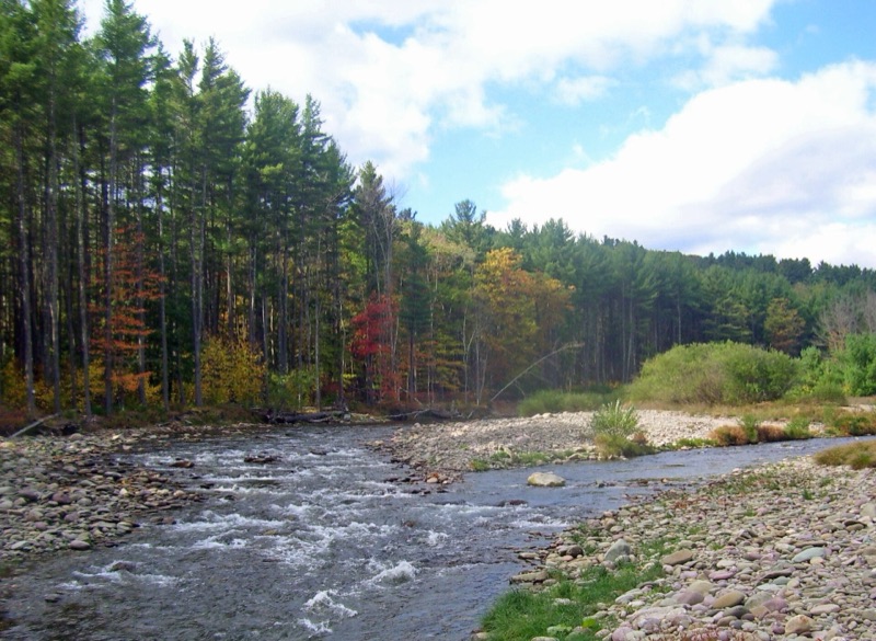 Autumn forest along the Neversink River in the Catskills, Sullivan County, New York